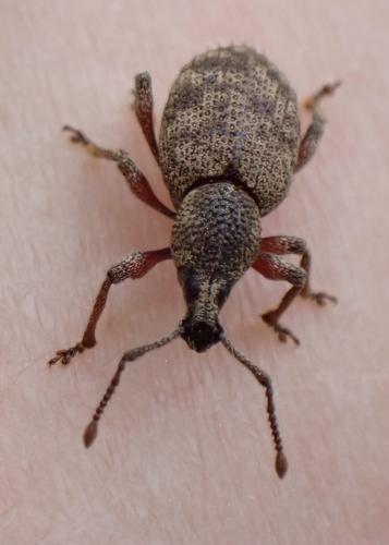 Réf. 350 058 : Otiorhynchus singularis